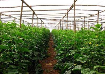 蔬菜种植中磷肥的种类及特性解析