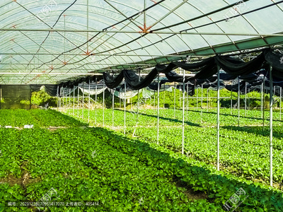 科技赋能，绿色先行 现代化大棚蔬菜种植基地的发展与实践