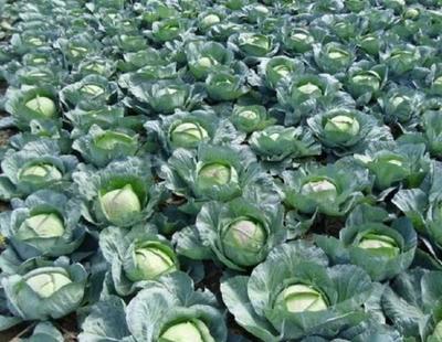 小苏打在蔬菜种植中的妙用 增产与去农残的科学探讨