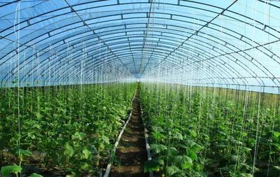 耕耘田野，铸就辉煌 记农业明星袁金涛与三优蔬菜种植合作社的鄂北新篇章