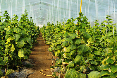 蔬菜大棚高清图片下载 探索现代农业的绿色图景