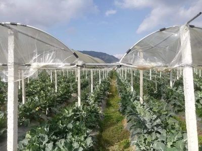 优化种植结构，深化产销协同——探索贵州蔬菜合作社高质量发展新路径