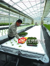 蔬菜产业链上的“贵”与“亏” 从田头到餐桌，钱都去哪儿了？