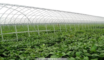 智慧与汗水构筑的绿色屏障——现代农业蔬菜大棚种植探索