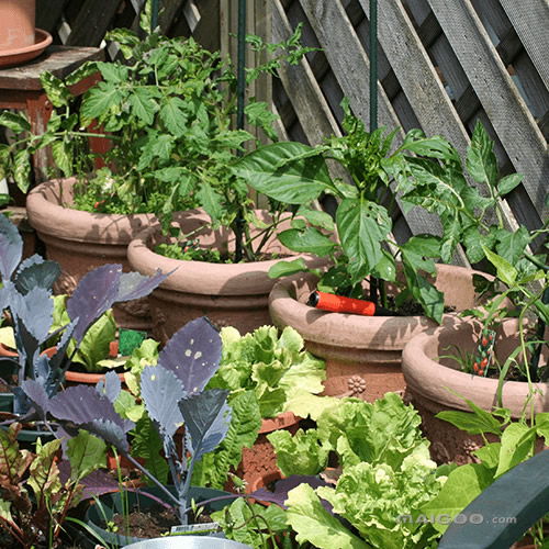 家庭果蔬种植指南 收益、季节与品牌优选